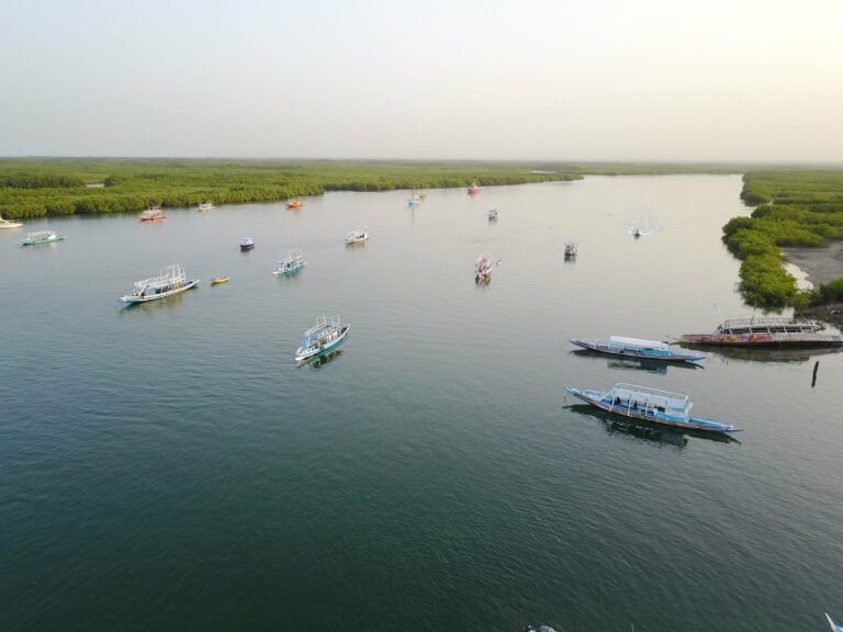 Boats on a river in The Gambia