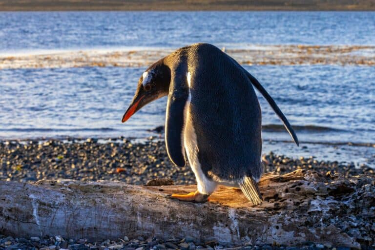 A gentoo penguin by the sea near Ushuaia
