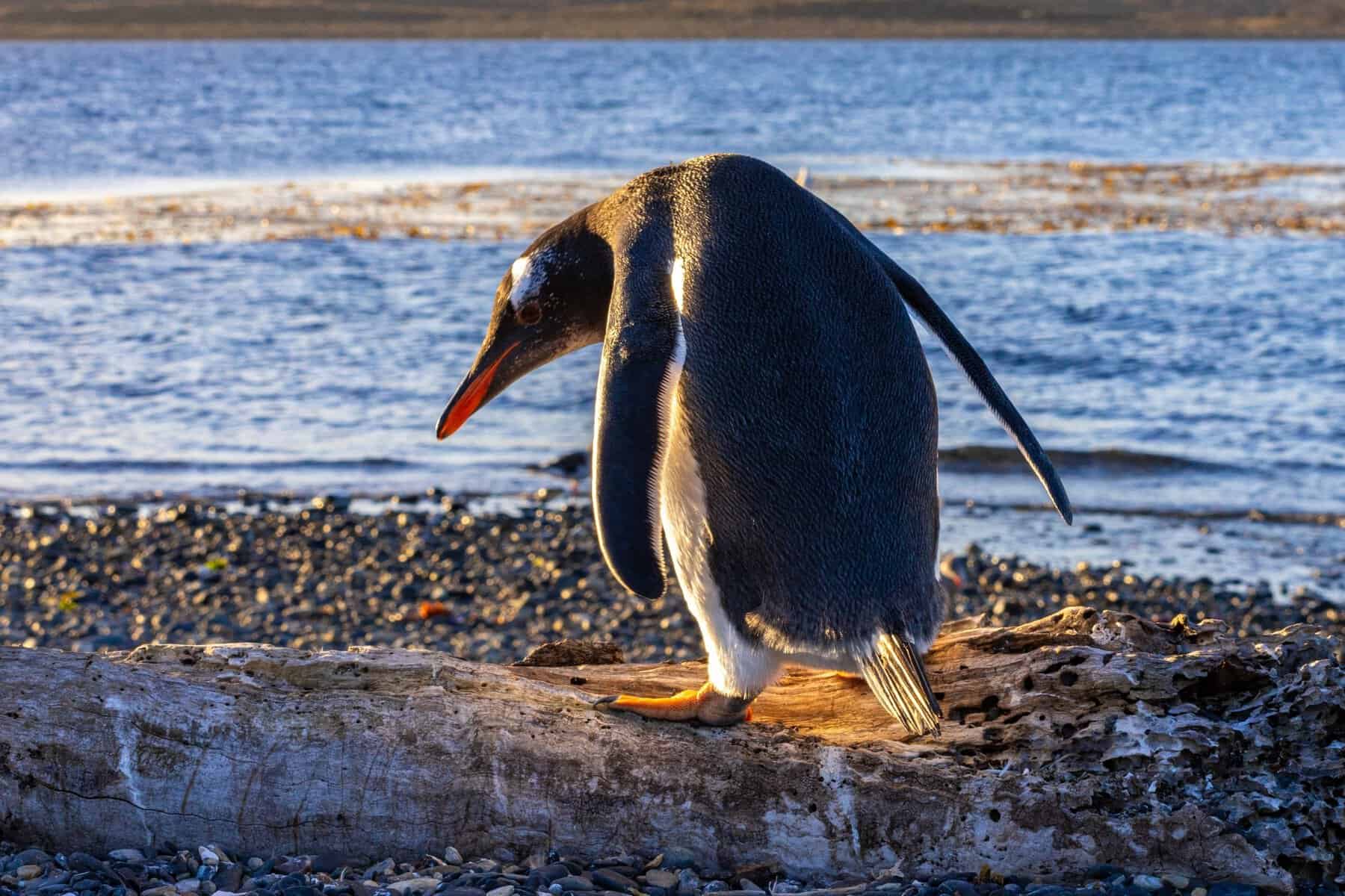 A gentoo penguin by the sea near Ushuaia