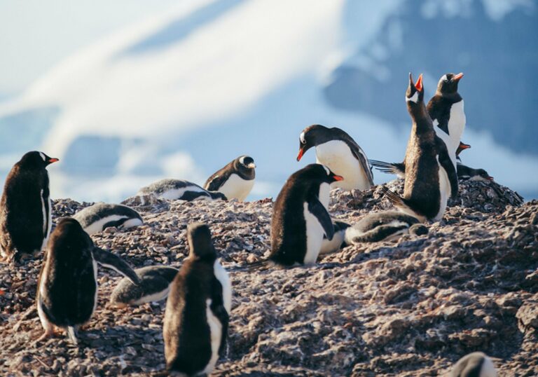 Gentoo penguins on a rocky Antarctic shore