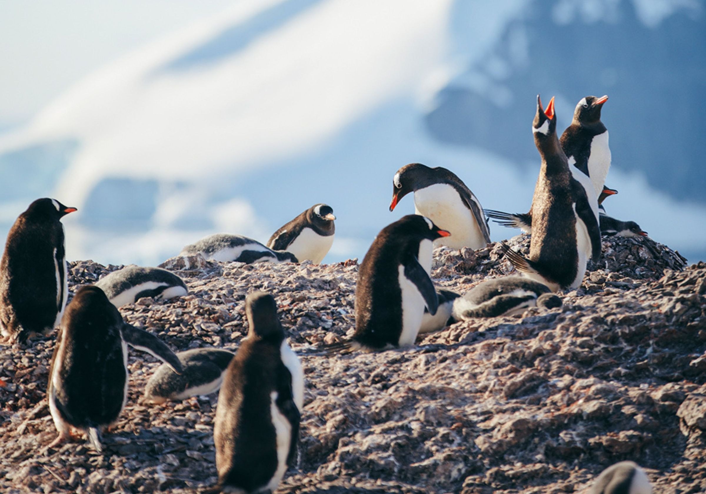 Gentoo penguins on a rocky Antarctic shore