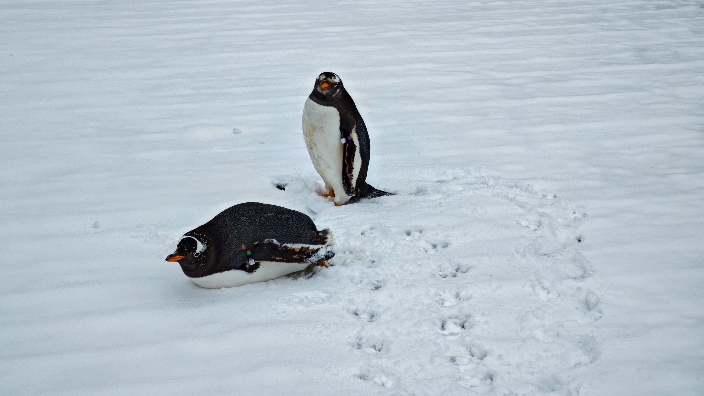 Gentoo penguins on the snow in Antarctica