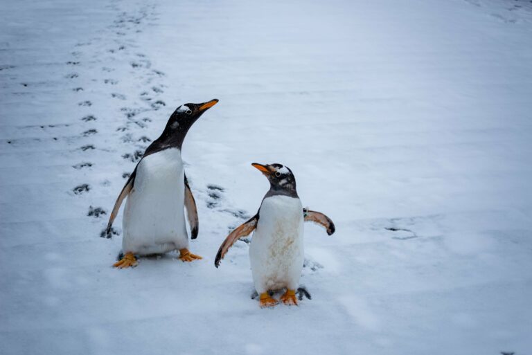 Two gentoo penguins walking across the snow