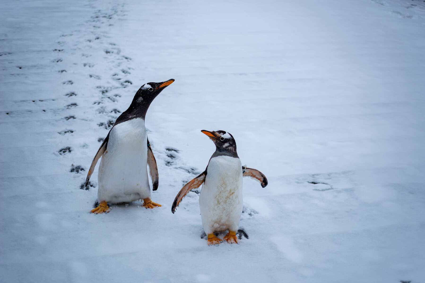 Two gentoo penguins walking across the snow