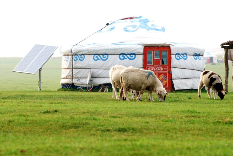 A ger with sheep on the grassland