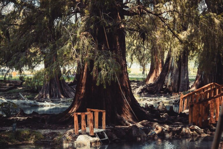 Giant cypress trees