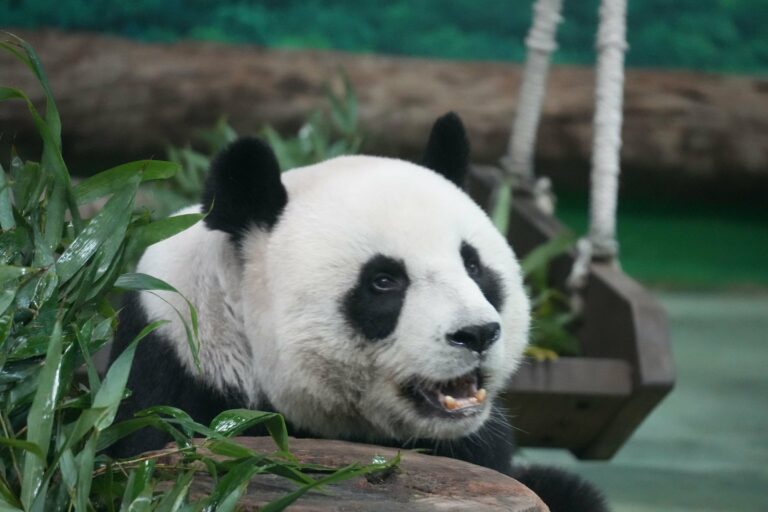 A giant panda chewing bamboo