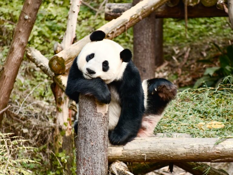 A giant panda resting in Chengdu