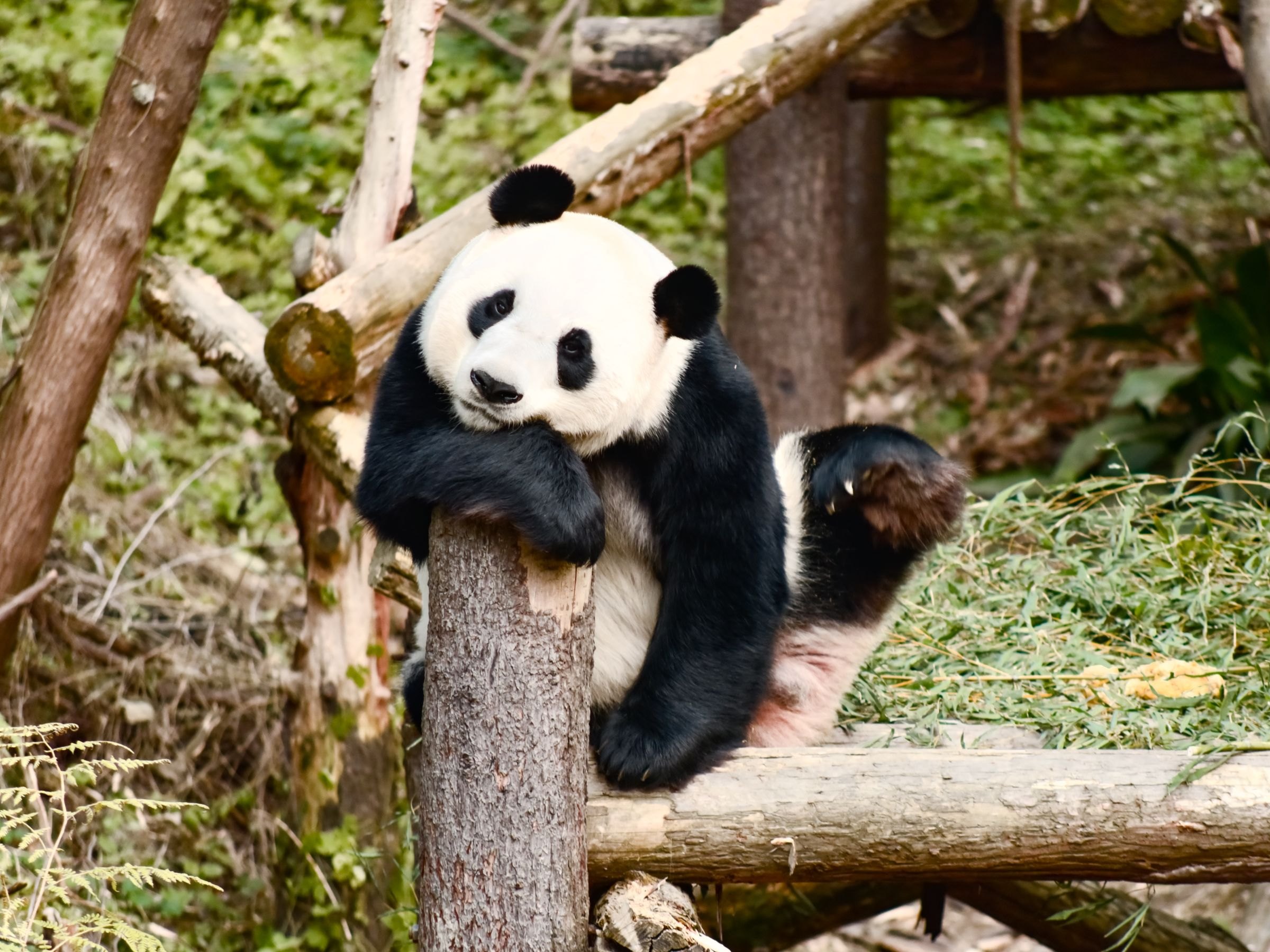 A giant panda resting in Chengdu