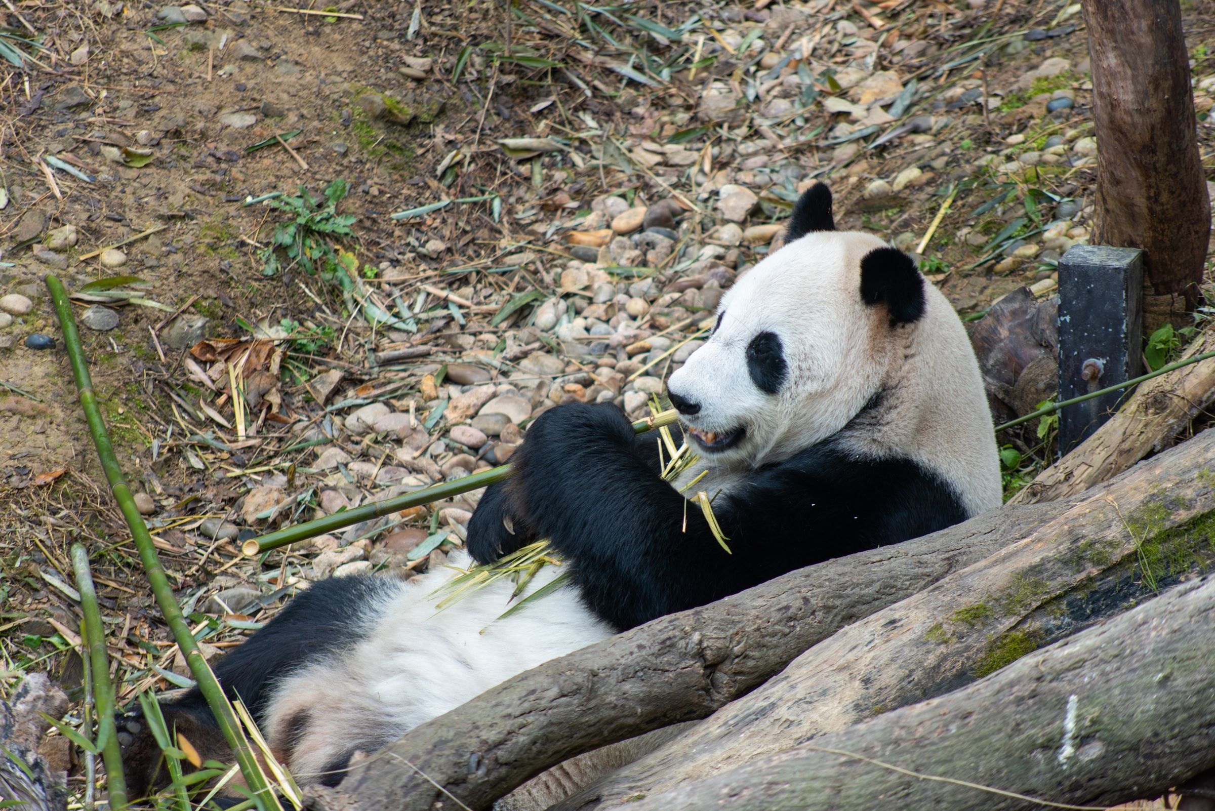 A giant panda eating bamboo