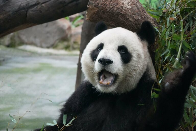 A giant panda eating bamboo