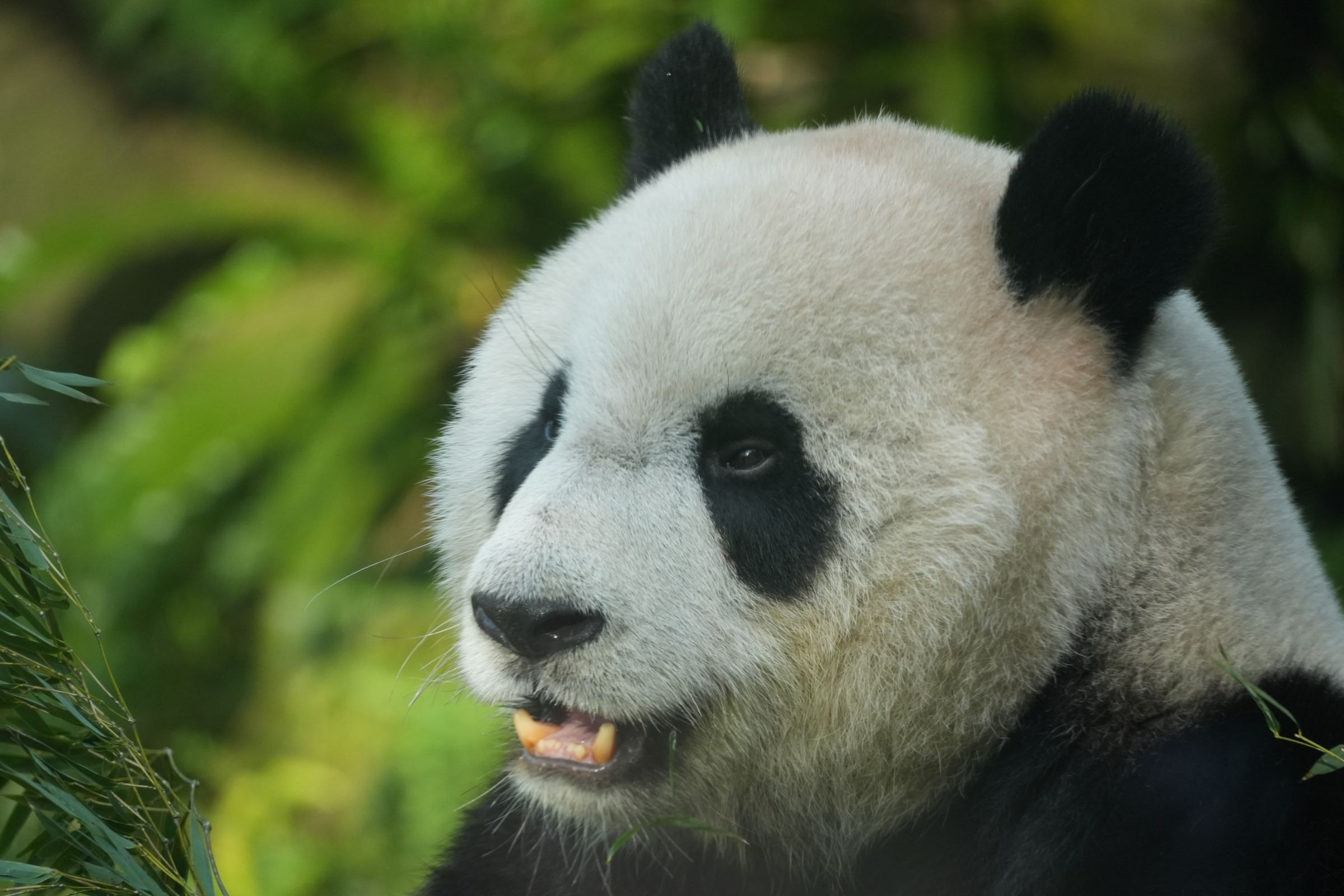 A giant panda among greenery