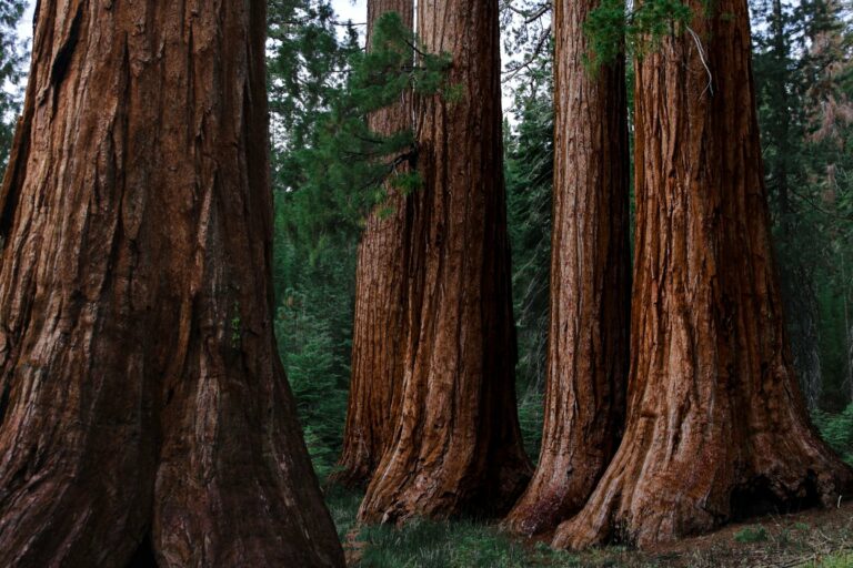 Giant sequoias in Yosemite