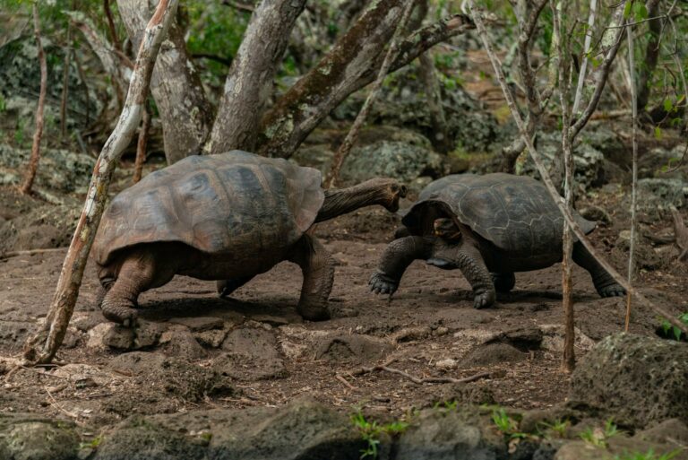 Galapagos giant tortoises