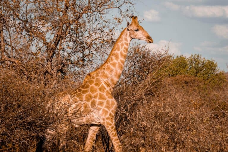 A giraffe in the bush in Botswana