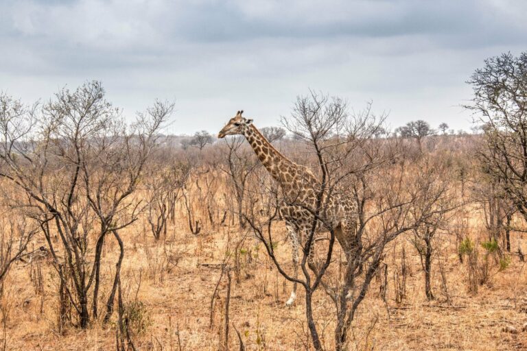 A giraffe walking through the bushveld