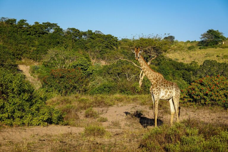A giraffe in the bush at sunrise