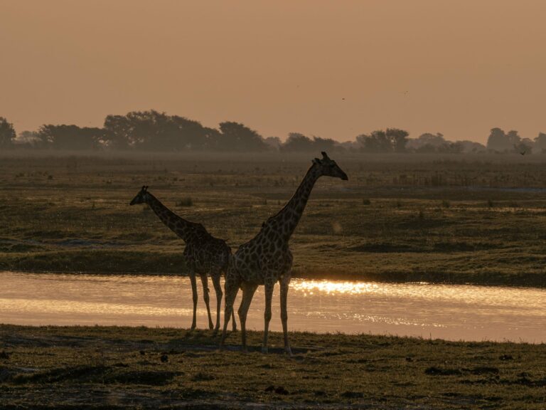 Giraffes silhouetted by a river at sunset