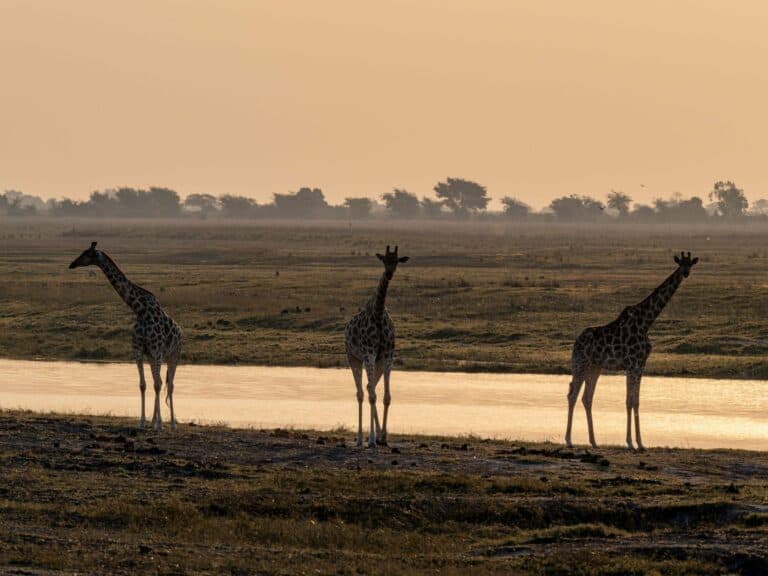 Three giraffes silhouetted beside a river at sunset