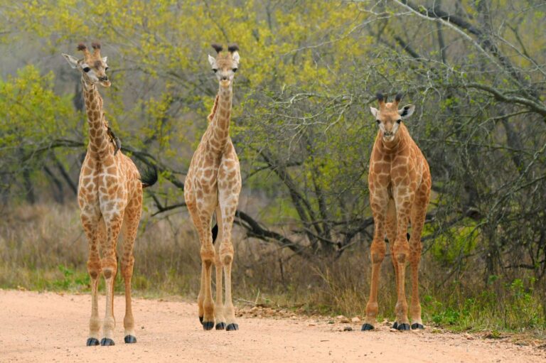 Three giraffes on a safari track