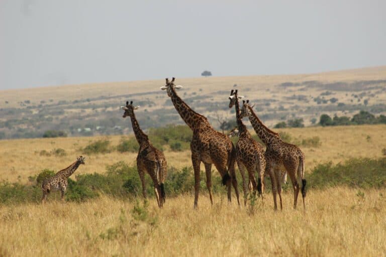 A group of giraffes on the African savannah