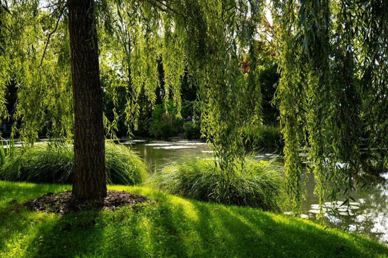 The pond in Monet's garden at Giverny