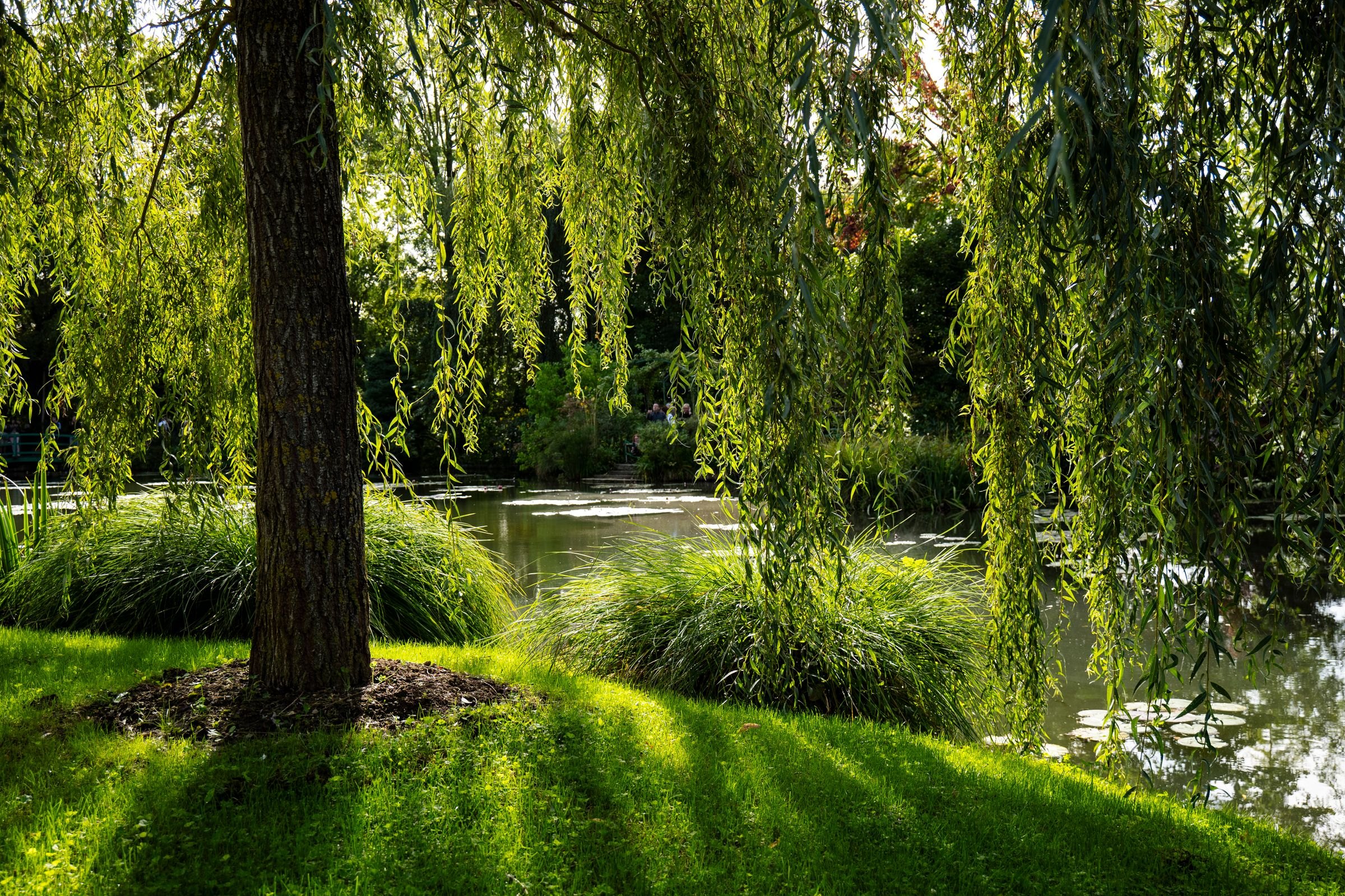 The pond in Monet's garden at Giverny