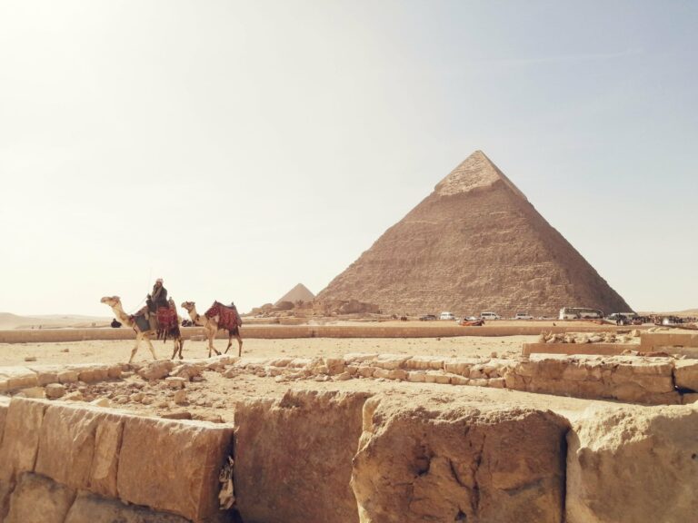 Camels before the Pyramids of Giza