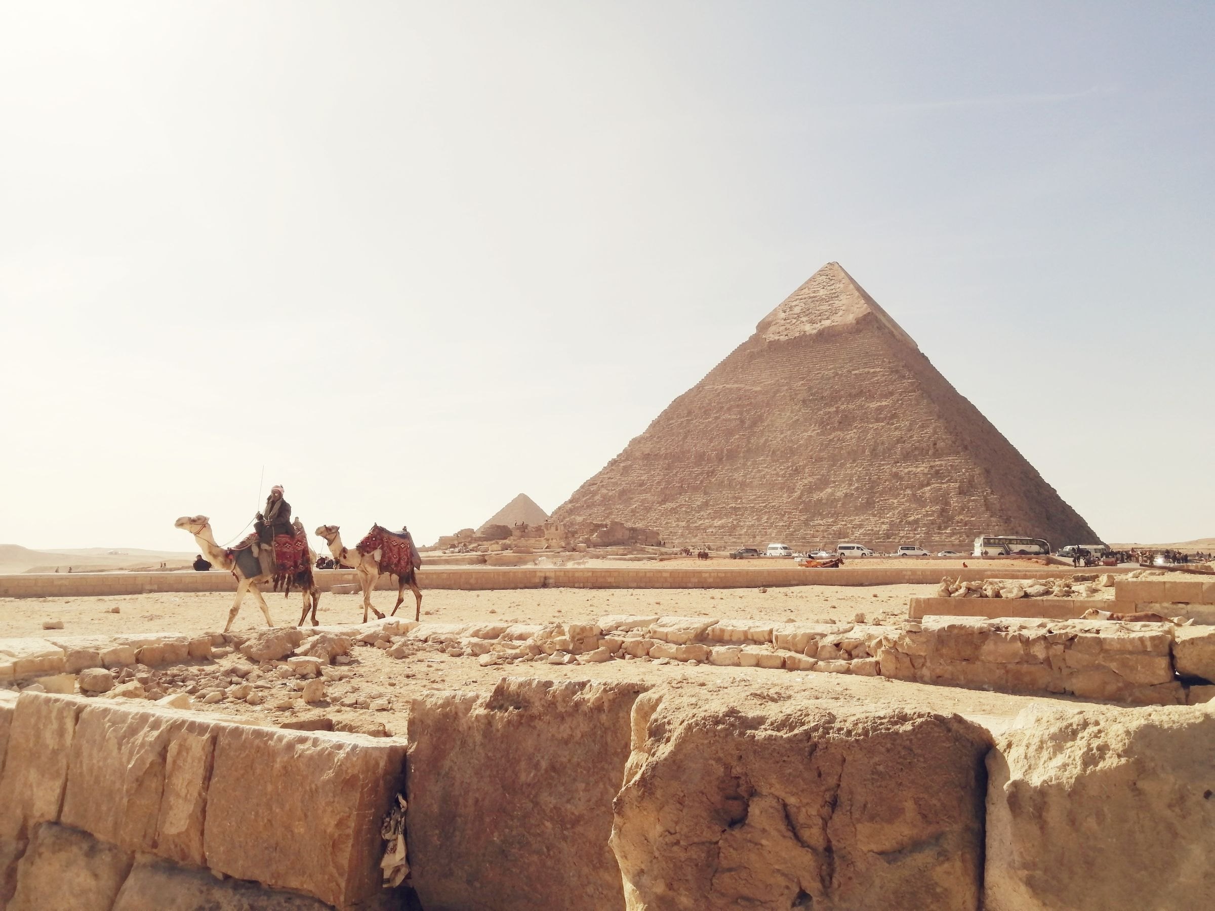 Camels before the Pyramids of Giza