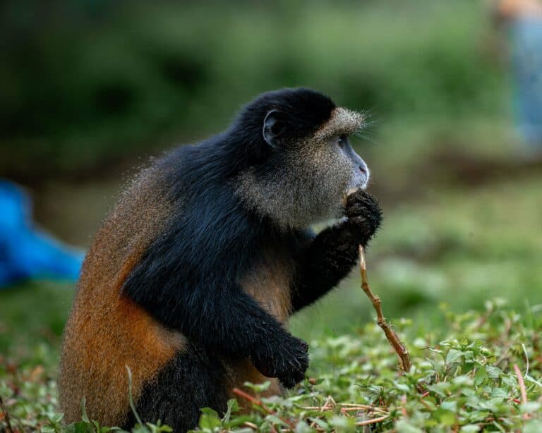 A golden monkey feeding in Volcanoes National Park, Rwanda