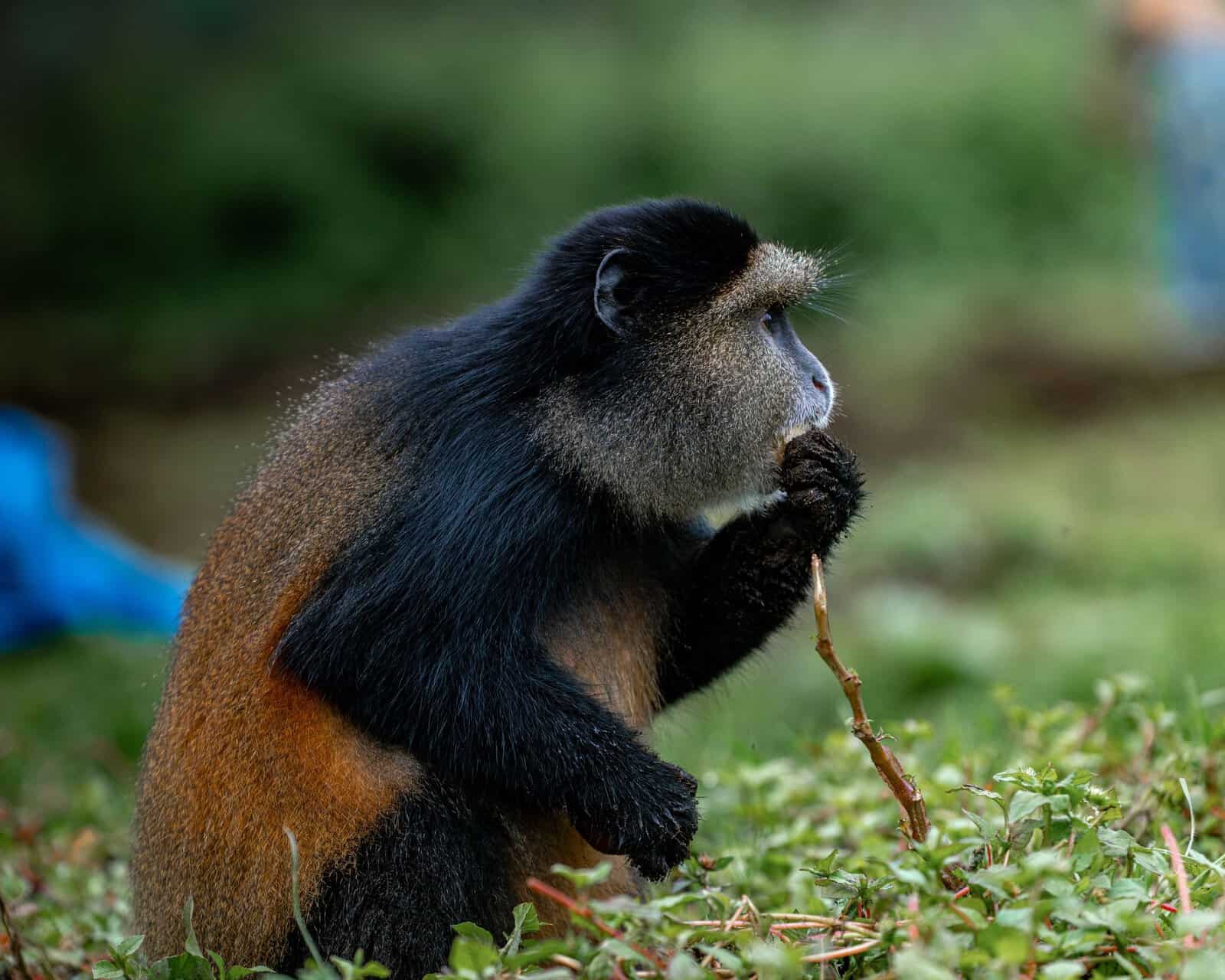 A golden monkey feeding in Volcanoes National Park, Rwanda