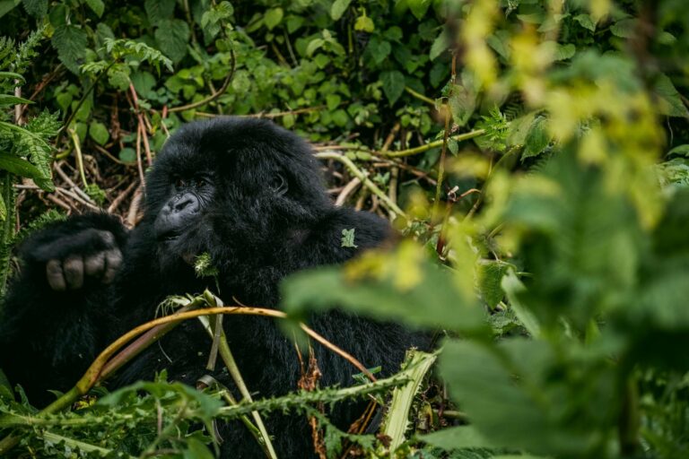 A mountain gorilla resting in dense foliage