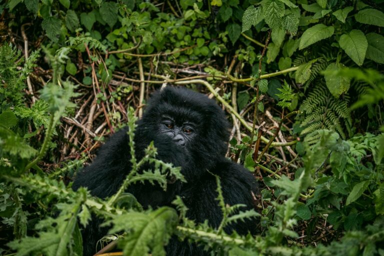 A mountain gorilla resting in the rainforest