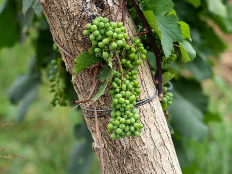 Grapes ripening on a vine in Kakheti