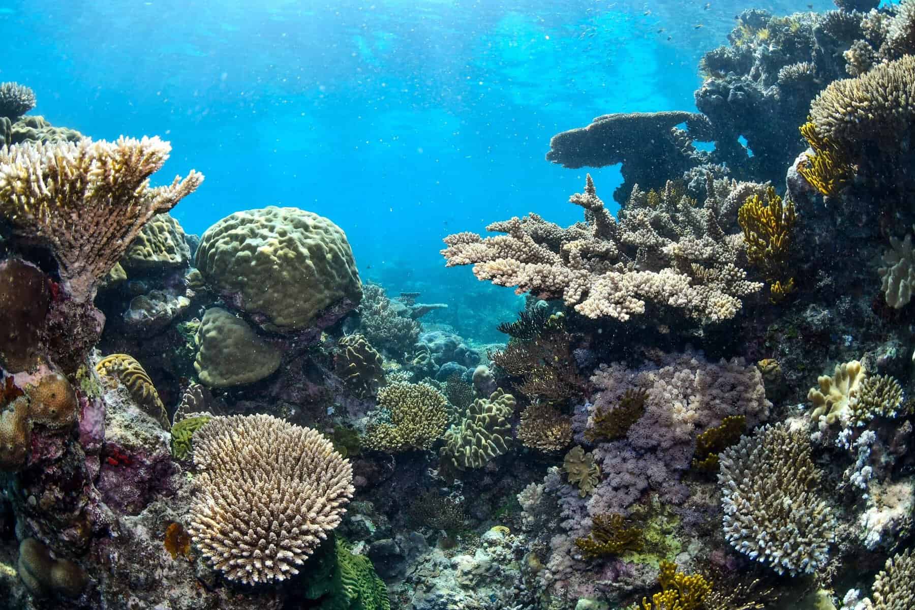 Coral and fish on the Great Barrier Reef