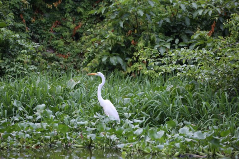 A great egret in a wetland