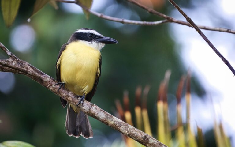 A great kiskadee on a branch in Costa Rica