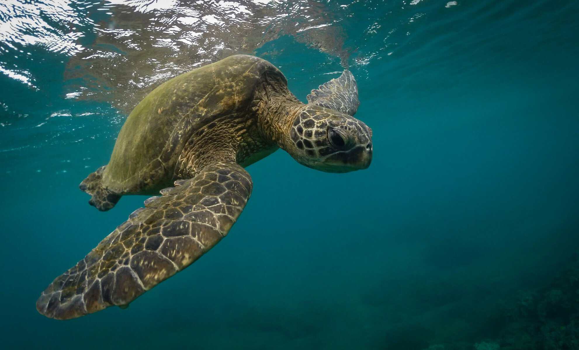 A green sea turtle swimming underwater