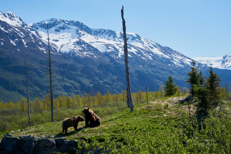 Grizzly bears in the Alaskan wilderness