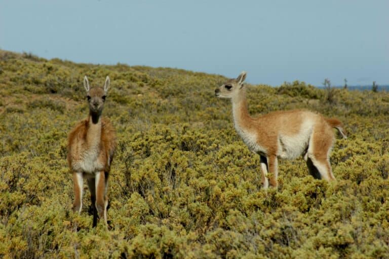 Two guanacos in Patagonia