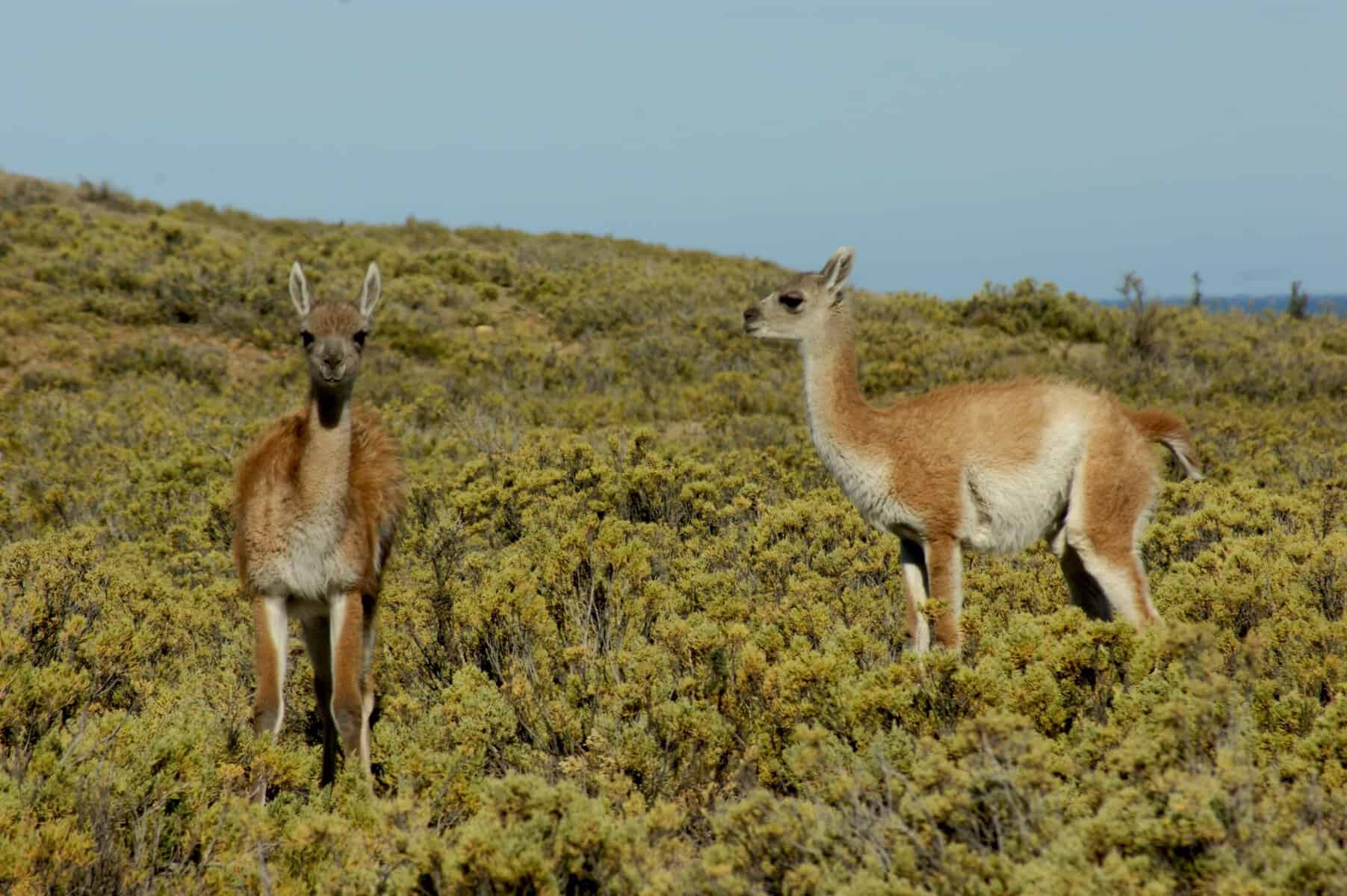 Two guanacos in Patagonia
