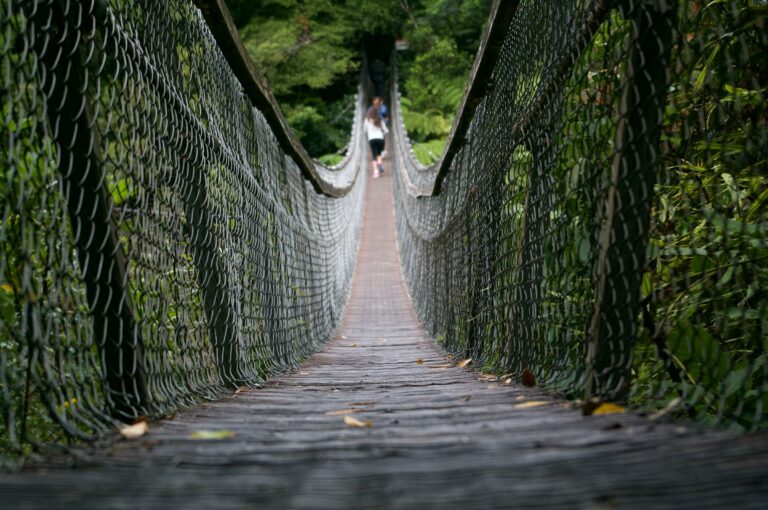 A hanging bridge in the rainforest