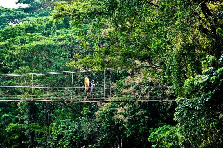 A traveller crossing a hanging bridge in the jungle