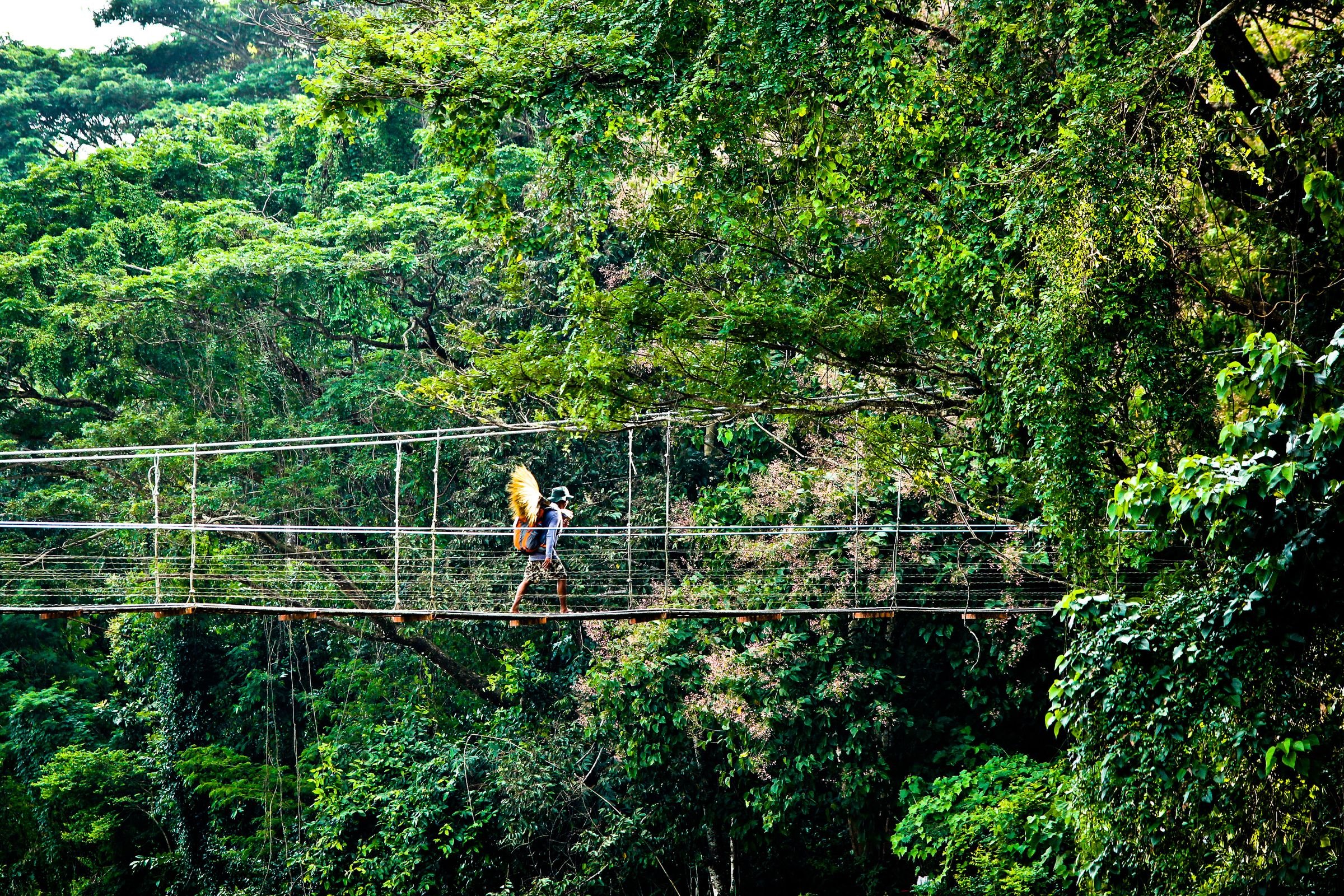A traveller crossing a hanging bridge in the jungle