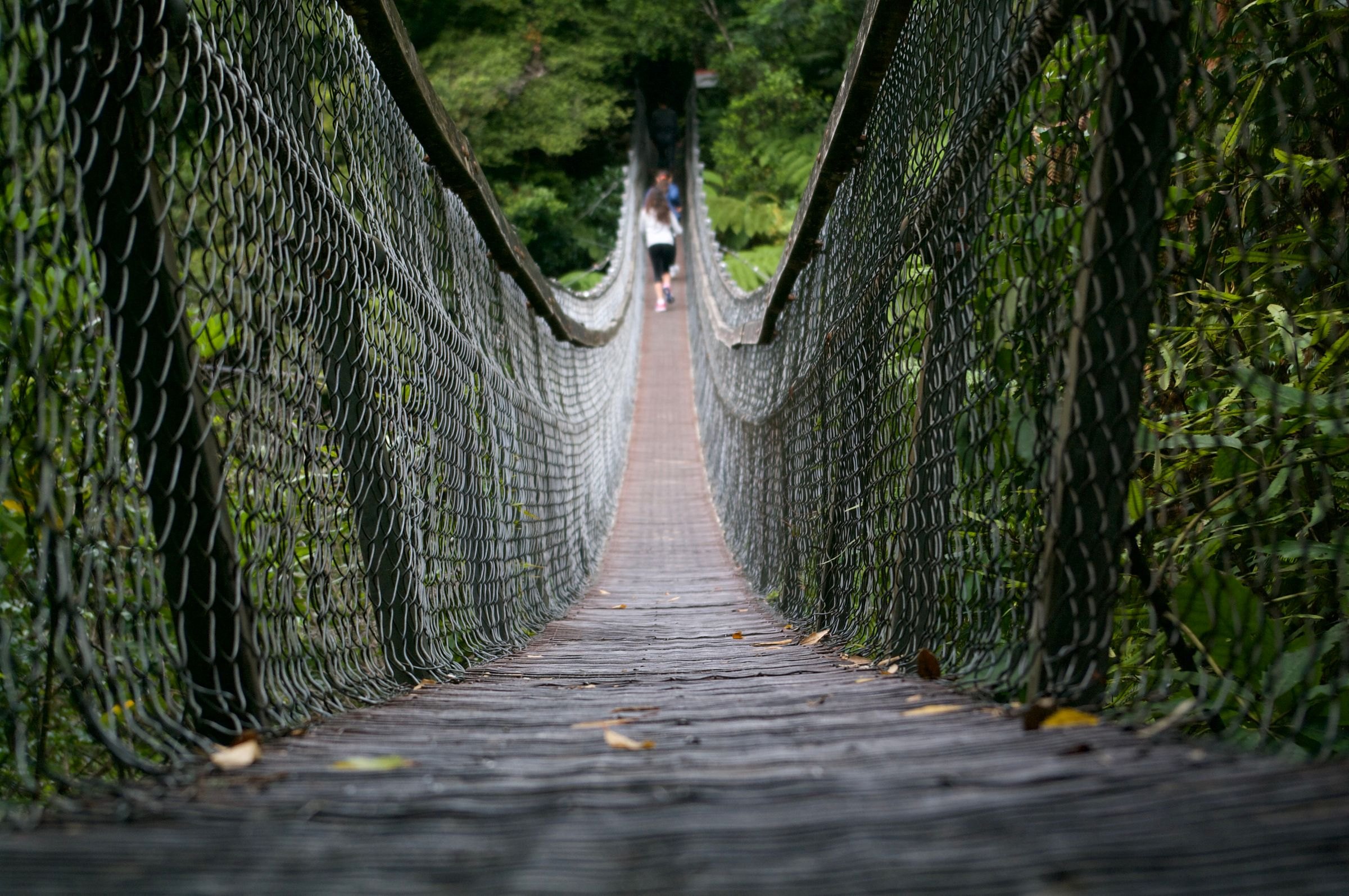 A hanging bridge in the rainforest