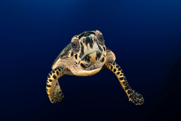 A hawksbill turtle