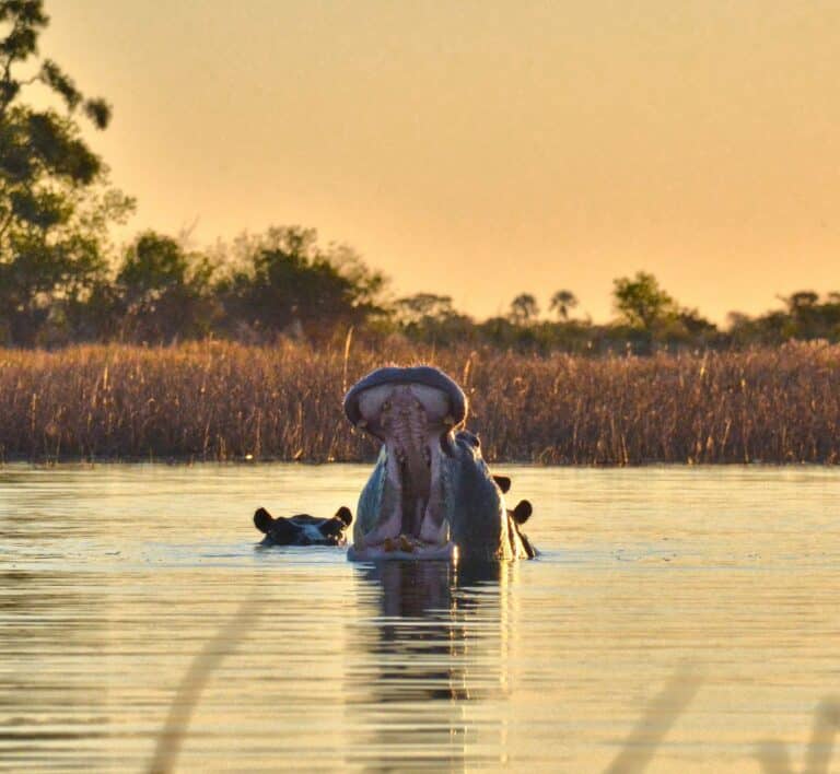 A hippo yawning in the water at sunset, Botswana