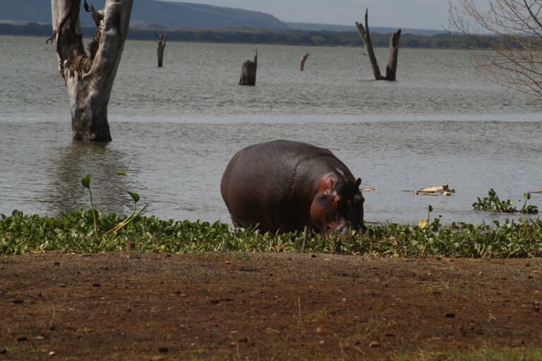 A hippo grazing by Lake Naivasha