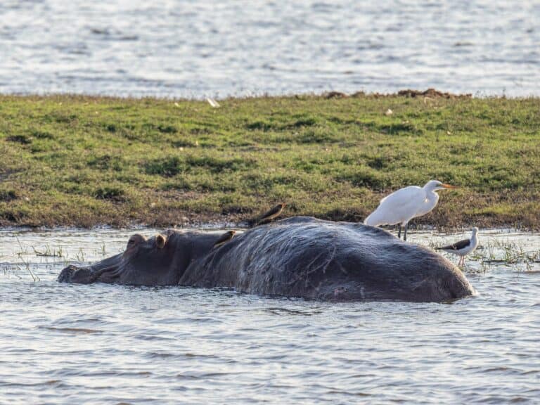 A hippo in a river with birds perched on its back