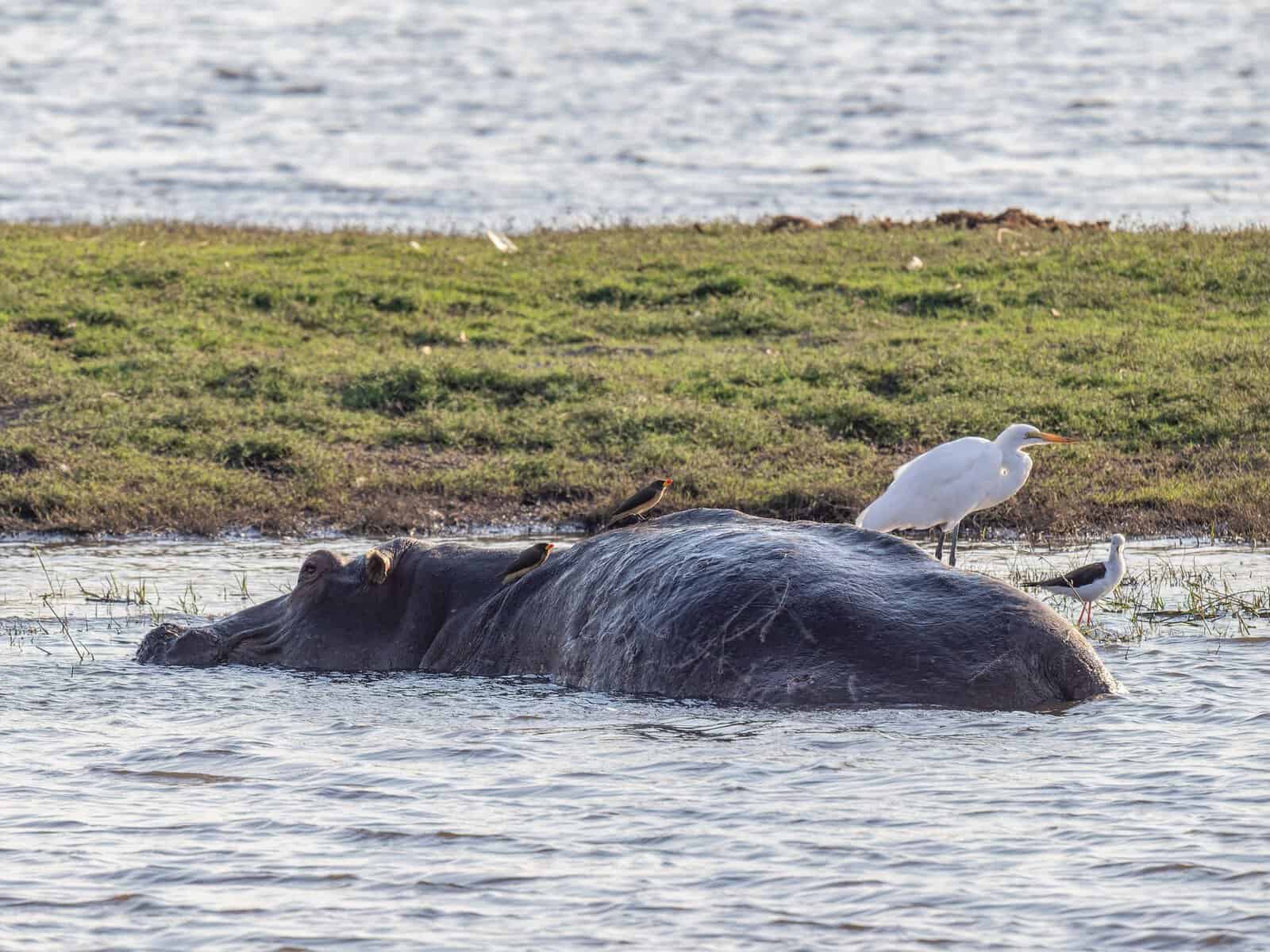 A hippo in a river with birds perched on its back